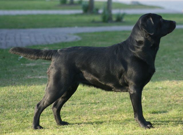 Boxer Zwinger Von Midgard Elmshorn Schleswig Holstein Snautz De